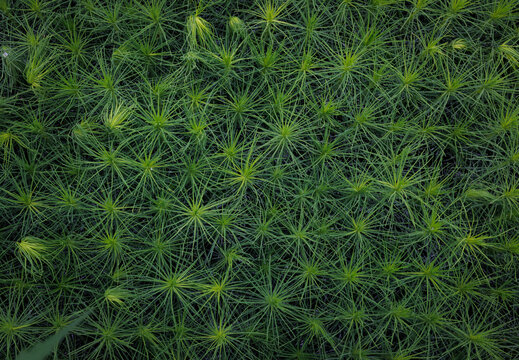 Background of young pine seedlings top view. Pine seedlings.