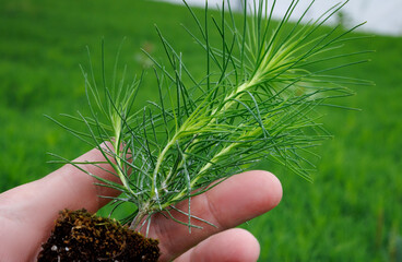 Young pine seedling in hand against a background of many pine seedlings.