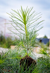 Young pine sapling against the blue sky.