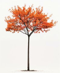 Vibrant autumn tree isolated beauty