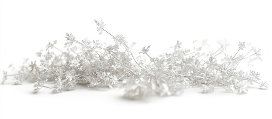 Obraz premium A sprig of silver lavender flowers, lying flat against a white background, casting a soft shadow.