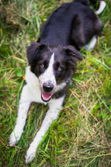 un jeune chien regarde vers le ciel dans une lumière estivale