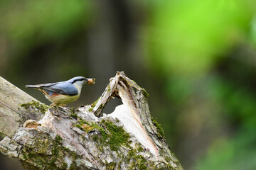 Eurasian Nuthatch, Sitta europaea, on a Forest Tree Trunk with a Insect Larva in its Beak. Nuthatch Carrying Insect for Young, Spring Feeding, Romania Wildlife in Natural Habitat. 