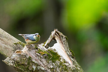 Eurasian Nuthatch, Sitta europaea, on a Forest Tree Trunk with a Insect Larva in its Beak. Nuthatch Carrying Insect for Young, Spring Feeding, Romania Wildlife in Natural Habitat. 