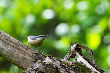 Eurasian Nuthatch, Sitta europaea, on a Forest Tree Trunk with a Insect Larva in its Beak. Nuthatch Carrying Insect for Young, Spring Feeding, Romania Wildlife in Natural Habitat. 
