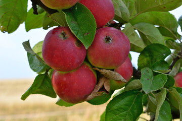 Cluster of Red Apples on a Branch, Ready for Harvest close up