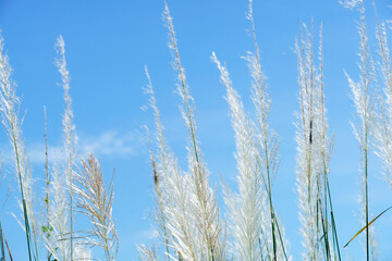 Beautiful Tall Grass Swaying in the Breeze Under Clear Blue Sky