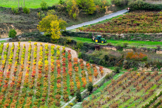 Autumn vineyard with tractor in La Rioja Spain, colorful rows of vines across rolling hills, symbolizing rural agriculture, harvest season and sustainable farming tradition
