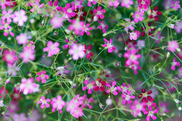 Obraz premium Vibrant Pink Flowers in a Lush Green Garden Setting