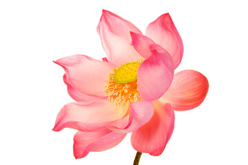 Obraz premium Beautiful Pink Lotus Flower with Delicate Petals Highlighting Nature