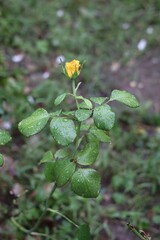Yellow rosebud grows tall, surrounded by fresh green leaves.