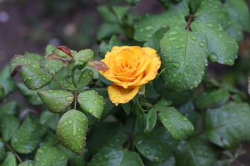 Vibrant yellow rose with dewdrops in a garden.