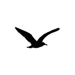 bird in flight