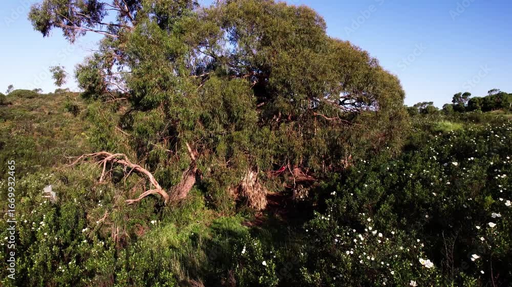 Poster a treehouse in a huge tree in the forest - drone shot