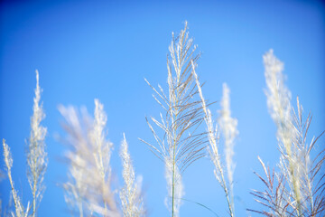 Soft Tall Grasses Against Bright Blue Sky During Clear Daytime