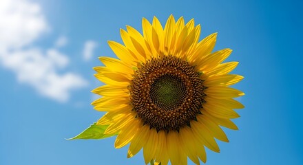 Vibrant Sunflower Blooming Under a Clear Blue Sky.