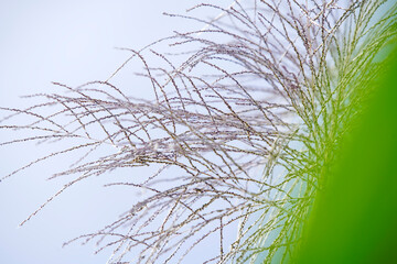 Delicate Grass Blades with Soft Focus Against Subtle Background