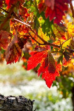 Close up of red autumn vine leaves near Elciego La Rioja Spain, vibrant seasonal foliage showing rural agriculture, tradition, cultural identity and beauty of vineyards