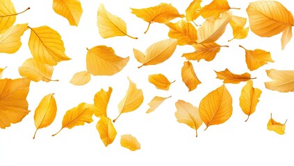 Falling golden leaves against white