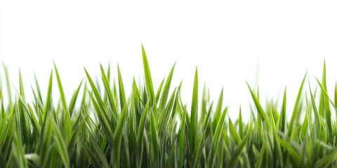 Fototapeta premium The Grass Blades Closeup on White Background Showing Fresh Vibrant Green Spring Growth