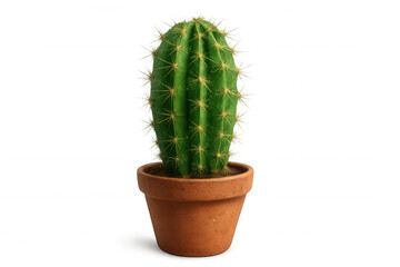 Fototapeta premium 3d rendering of a green cactus plant growing in a terracotta pot, isolated on transparent background