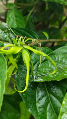 Memories for the name of the Ylang-ylang flower, the yellow flower petals smell good, look fresh after the rain. Close up of Dwarf Ylang-Ylang flower.	