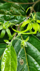 Memories for the name of the Ylang-ylang flower, the yellow flower petals smell good, look fresh after the rain. Close up of Dwarf Ylang-Ylang flower.	