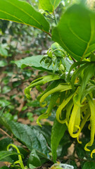 Memories for the name of the Ylang-ylang flower, the yellow flower petals smell good, look fresh after the rain. Close up of Dwarf Ylang-Ylang flower.	