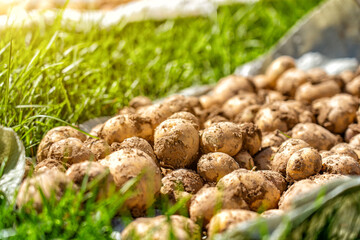 Close-up of bountiful pile of just-dug potatoes still coated with rich soil, resting on green grass under warm sunbeams during autumn harvest season.