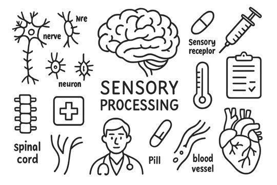 Sensory Processing Illustration. Hand-drawn doodle illustration cerebrum sensory processing cerebrum, brain, nerve, neuron,