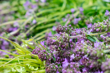 Close-up photo of fresh blooming thyme herb with vibrant green and purple colors, ideal for natural remedy, culinary or gardening themed design and advertising projects.