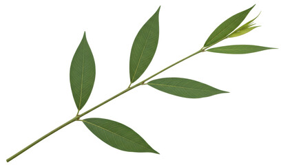 Isolated Branch with Green Leaves