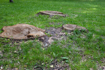 Tree stumps on green grass with sawdust and soil around. Nature landscape after tree removal.