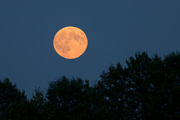 moon, rising moon, full moon, moon disk, orange, navy blue sky, tree shadows, astronomy, real photo, atmospheric, © LIMARIO