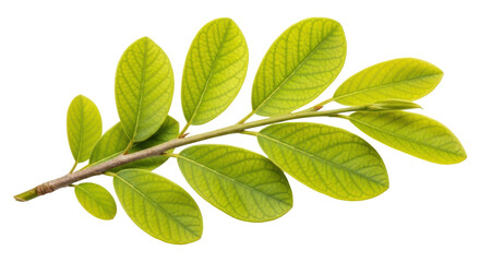 Isolated Green Leaves on Branch