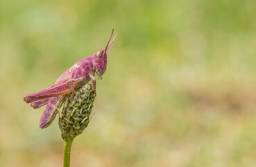 grasshopper, pink, purple, red, erythrism, erythristic, isolated, high quality, insect, mutation, genetics, Orthoptera, Chorthippus, jumping legs, antennae, 