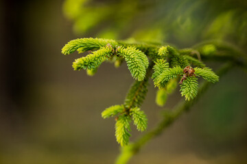 young spruce shoots, twig, needles, picea, abies, conifer, forest