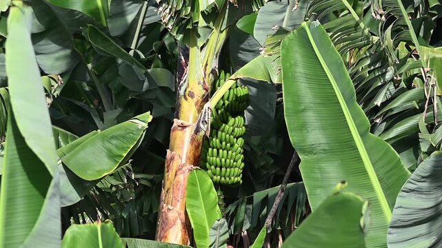 Detalle de platanera con racimos y hojas al viento en La Palma