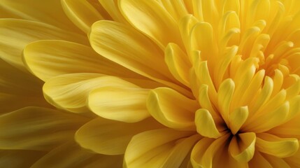 Close-up of a yellow flower. the petals of the flower are a bright, vibrant yellow color and are arranged in a fan-like pattern.