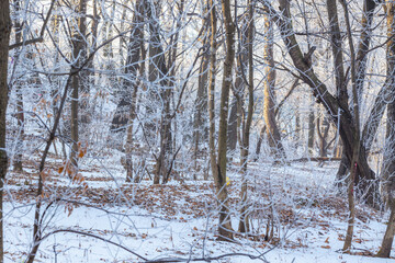 Snow-covered trees. Branches covered with frost. Beautiful fairytale winter.