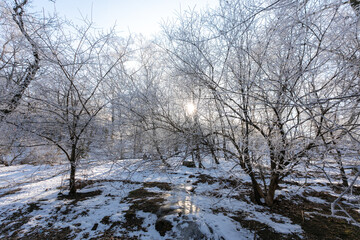 Snow-covered trees. Branches covered with frost. Beautiful fairytale winter.