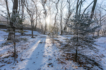 Snow-covered trees. Branches covered with frost. Beautiful fairytale winter.