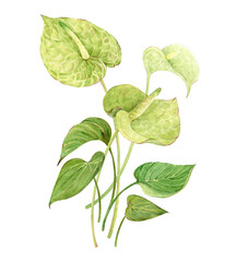 Bouquet of green Anthurium flowers. Exotic tropical forest and jungle plants. Watercolor botanical illustration for Caribbean wedding. Hand drawn floral arrangement poster.