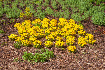 Gelbe blühende Stiefmütterchen Blumen, Blumenbeet, Deutschland