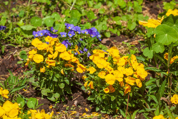 Gelbe blühende Stiefmütterchen Blumen, Blumenbeet, Deutschland