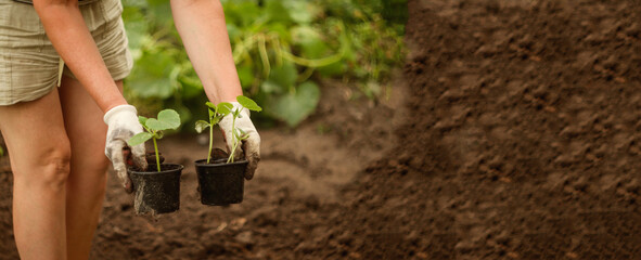 A female gardener holds two pots with plants on a background of soil. Banner for design with copy...