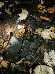Colorful salamander spotted on the forest floor during a nighttime nature walk