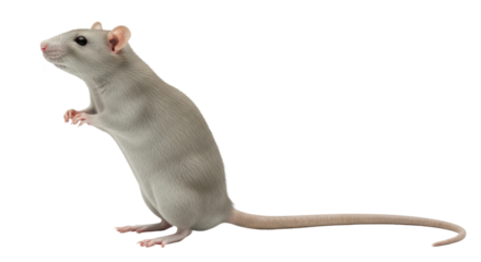 Isolated Standing Grey Rat