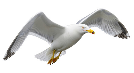 Isolated Seagull
