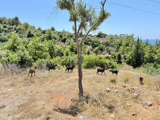 Goats rocky terrain. Goats grazing trees.Goats hillside cablecar. High quality photo